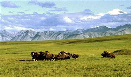 ANWR