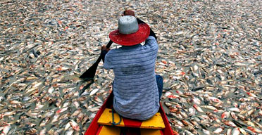 Fish kill caused by loss of trees