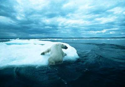 polar bear falling off ice