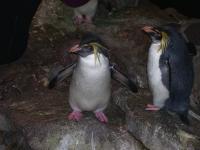 penguins look! penguins