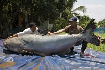 giant catfish