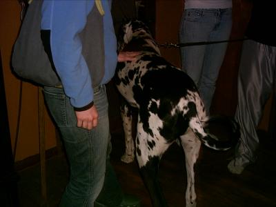 Great Dane Blue