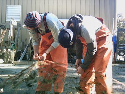 working on shellfish nets