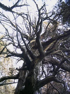 creepy tree