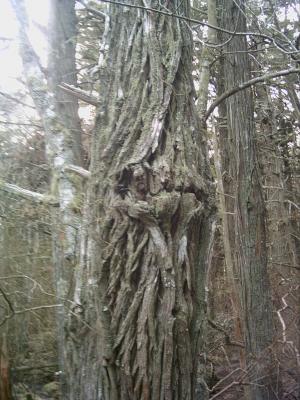 tree going to eat you