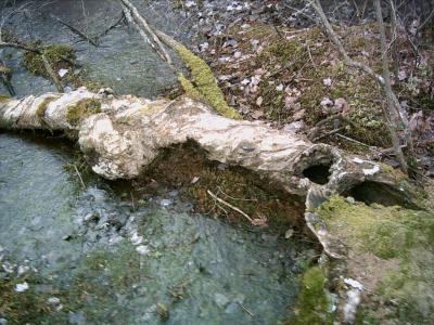 fallen log