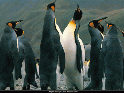 http://www.blog.thesietch.org/wp-content/thumb-penguins.gif