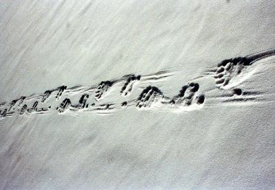 polar bear tracks