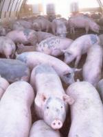 swine