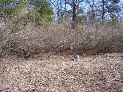 soon to be dead invasive species