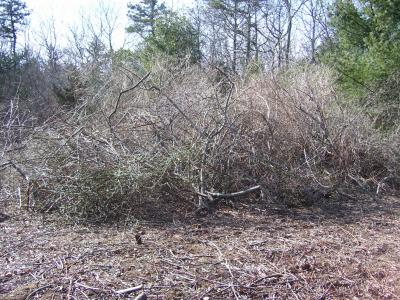 pile of dead invasives