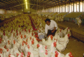 hens.jpg