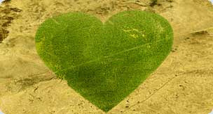 giant tree heart