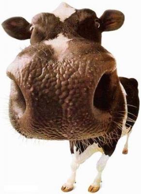 cow