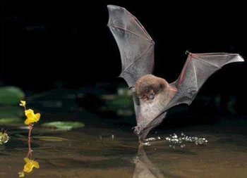 bat swooping down onto water