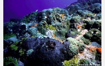 coral may be effected by ocean acidification