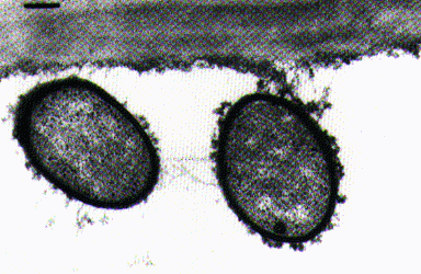 C Thermocellum