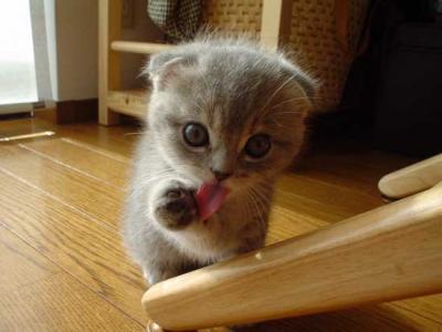 cute little kitten