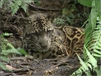 Borneo Clouded Leopard