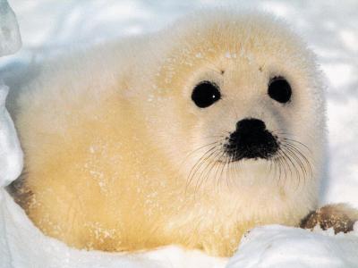 http://www.blog.thesietch.org/wp-content/uploads/2007/04/baby_seal_1024.thumbnail.jpg