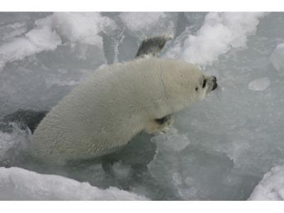 seal trying to get onto ice