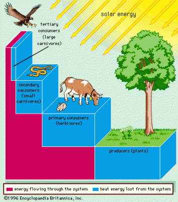 energy transfer