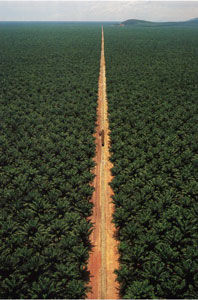 palm oil plantation