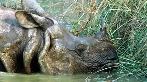 indian rhino