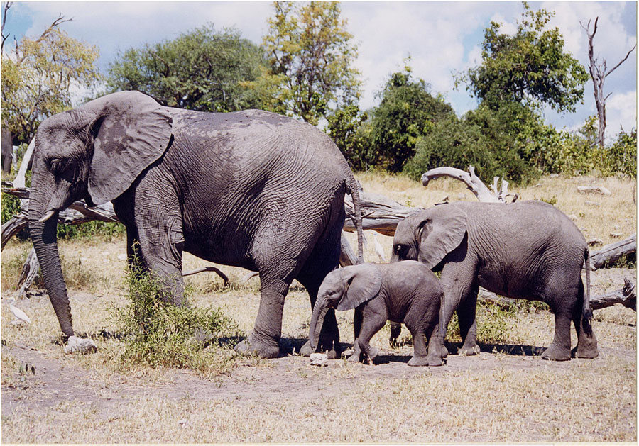 pictures of elephants attitude