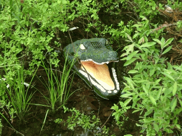 solar alligator