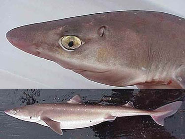 Spiny dogfish