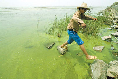 algae bloom china