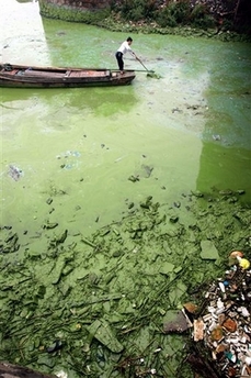 chinese algae bloom