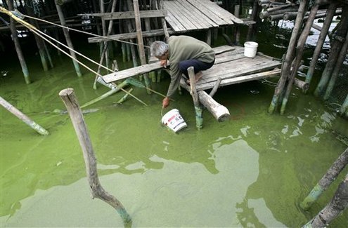 china algae