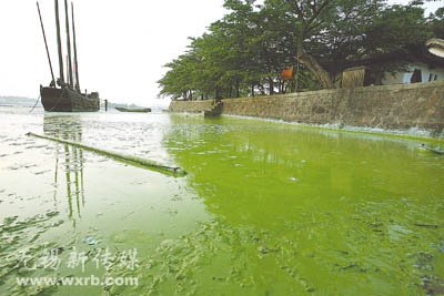 wuxi algae lake tai panic buying