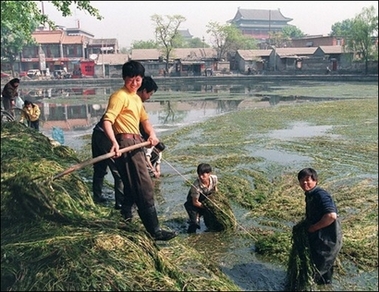 china algae