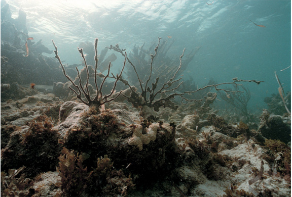 dead coral