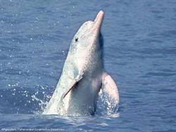 river dolphin