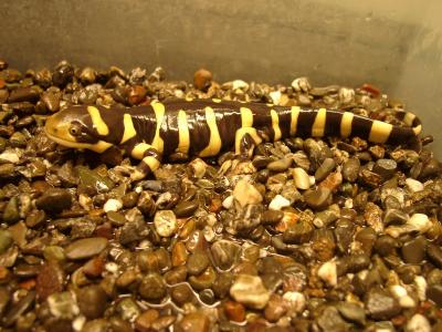 adult tiger salamander