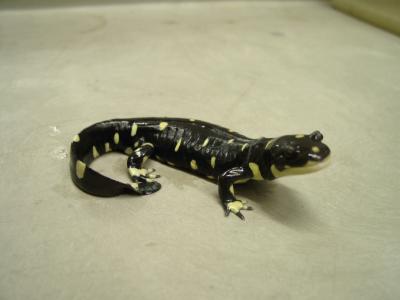 Adult California Tiger Salamander.