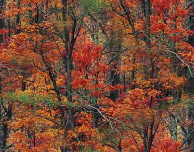 red leaves in forest autumn