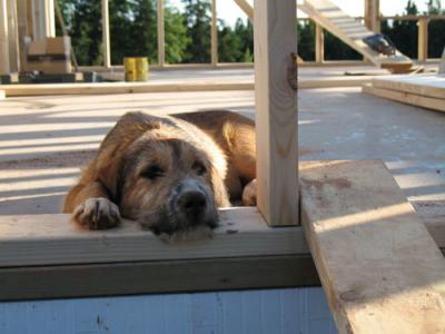 greenspree dog wood frame home
