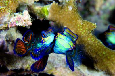 Mandarin Fish