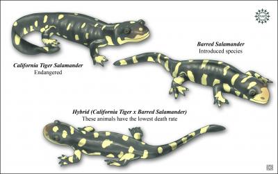 california hybrid salamander