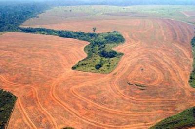 amazon deforestation