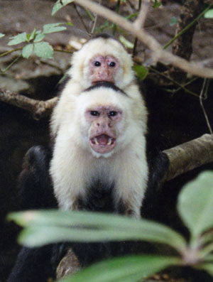 angry outbreak monkey