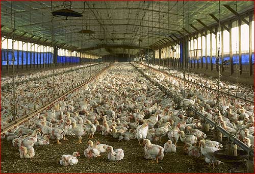 image: chicken_farm