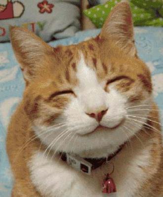 smile cat