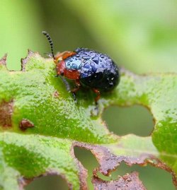 ecuador leaf beetle