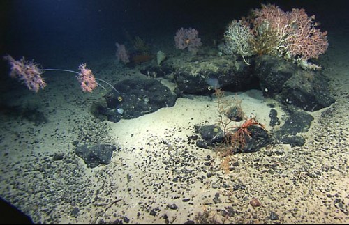 sea floor bacteria
